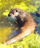 European or Eurasian Otter (Lutra lutra)