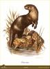 [Animal Art - Carl Brenders] Eurasian Otter (Lutra lutra)