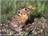 Pika (Ochotona sp.)