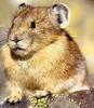 Pika (Ochotona sp.)