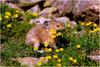 Pika (Ochotona sp.)