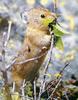 Pika (Ochotona sp.)