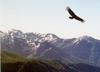 Andean condor (Vultur gryphus)