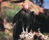 California condor (Gymnogyps californianus)