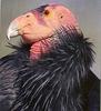 California condor (Gymnogyps californianus)