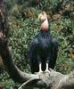 California condor (Gymnogyps californianus)