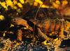 Desert Tortoise (Gopherus agassizii)