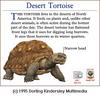 Desert Tortoise (Gopherus agassizii)