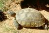 Desert Tortoise (Gopherus agassizii)