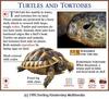 (European) Spur-thighed Tortoise (Testudo graeca)