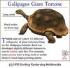 Galapagos Tortoise (Geochelone nigra)