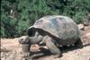 Galapagos Tortoise (Geochelone nigra)