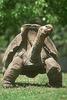 Galapagos Tortoise (Geochelone nigra)