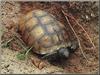 Gopher Tortoise (Gopherus polyphemus)