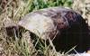 Gopher Tortoise (Gopherus polyphemus)