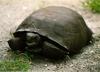 Gopher Tortoise (Gopherus polyphemus)