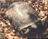 Gopher Tortoise (Gopherus polyphemus)