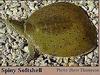 Spiny Softshell Turtle (Apalone spinifera)