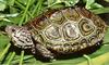 Diamondback Terrapin (Malaclemys terrapin)