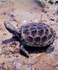 Diamondback Terrapin (Malaclemys terrapin)