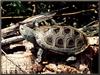 Diamondback Terrapin (Malaclemys terrapin)