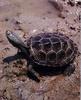 Diamondback Terrapin (Malaclemys terrapin)