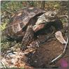 (Berlandier's) Texas tortoise (Gopherus berlandieri)