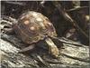 (Berlandier's) Texas tortoise (Gopherus berlandieri)