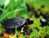 Bog Turtle (Clemmys muhlenbergii)