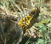 Eastern Box Turtle (Terrapene carolina)