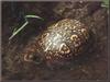 Eastern Box Turtle (Terrapene carolina)