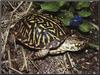 Western Box Turtle (Terrapene ornata)