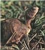 Western Box Turtle (Terrapene ornata)