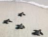 Young Green Sea Turtles (Chelonia mydas)