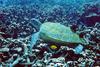 Green Sea Turtle (Chelonia mydas)