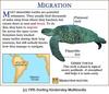 Green Sea Turtle (Chelonia mydas)