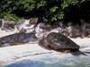 Green Sea Turtle (Chelonia mydas)