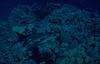 Green Sea Turtle (Chelonia mydas)