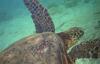 Green Sea Turtle (Chelonia mydas)