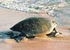 Green Sea Turtle (Chelonia mydas)