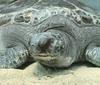 Green Sea Turtle (Chelonia mydas)