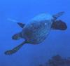 Green Sea Turtle (Chelonia mydas)