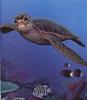 Green Sea Turtle (Chelonia mydas)