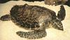 Hawksbill Sea Turtle (Eretmochelys imbricata)