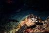 Hawksbill Sea Turtle (Eretmochelys imbricata)