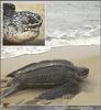 Leatherback Sea Turtle (Dermochelys coriacea)