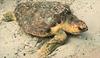 Loggerhead Sea Turtle (Caretta caretta)