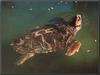 Loggerhead Sea Turtle (Caretta caretta)