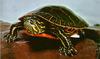 Painted Turtle (Chrysemys picta)