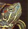 Red-eared Pond Slider (Trachemys scripta elegans)